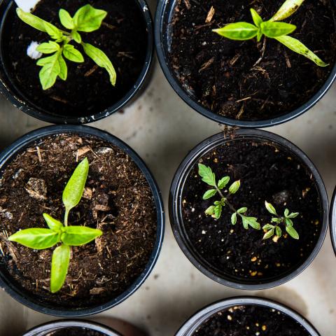 Pots of plants