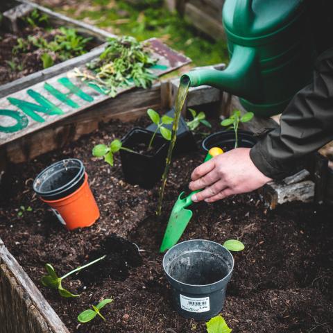 planting in garden