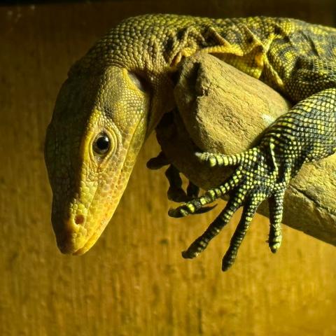 Reptile hanging on a branch