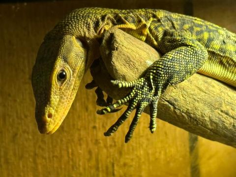 Reptile hanging on a branch