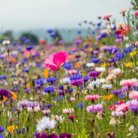 field of wildflowers