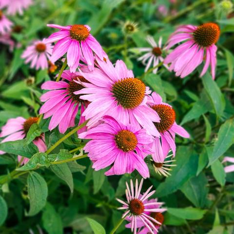 Purple Cone Flowers