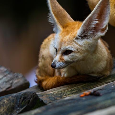 Fox on a log