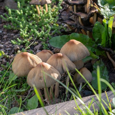 Mushrooms in a garden