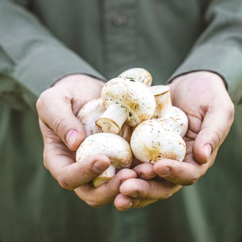 Hands holding white button mushrooms