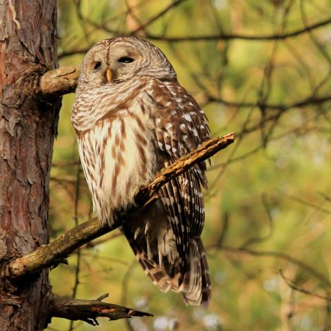 Barred owl sitting in tree
