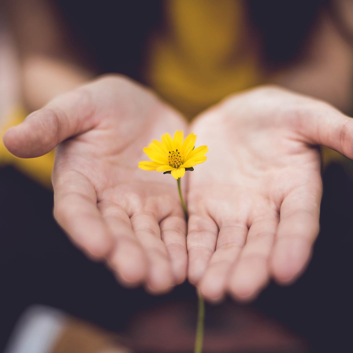 Open palms holding a yellow flower