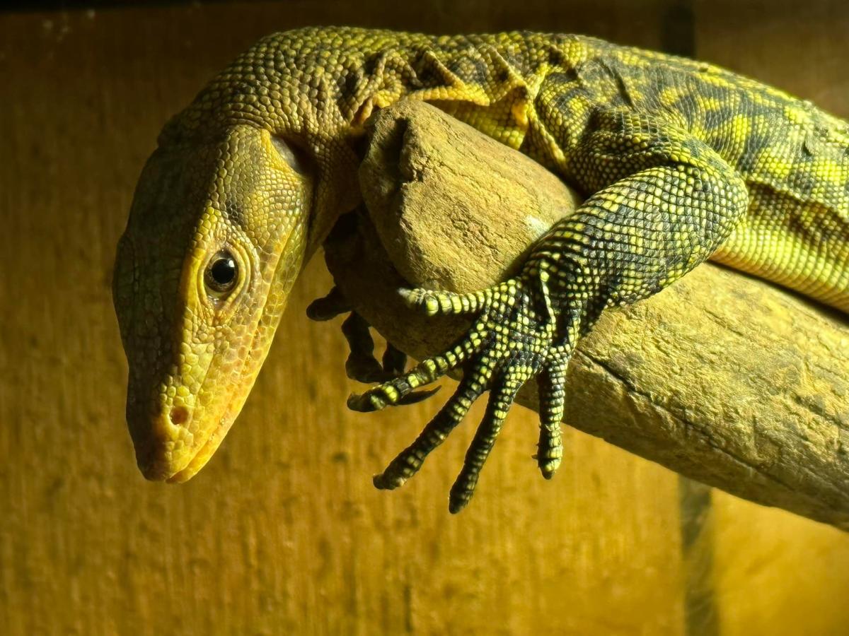 Reptile hanging on a branch