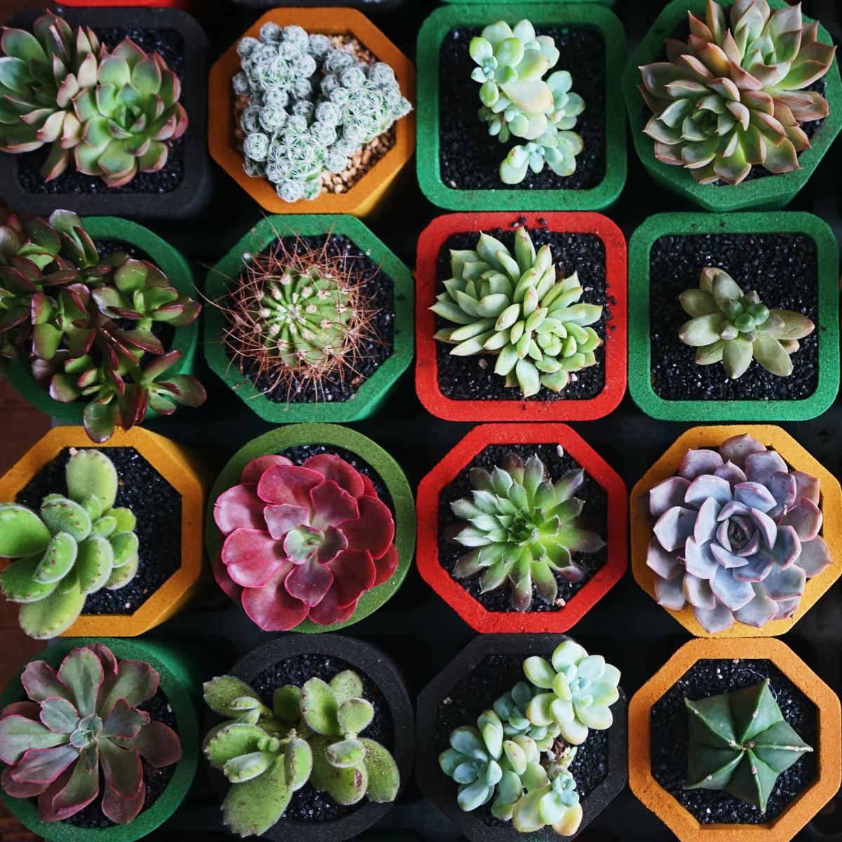 Succulents 