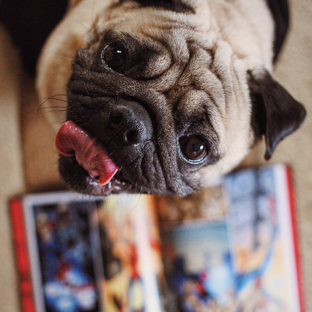 Cute dog and comic book