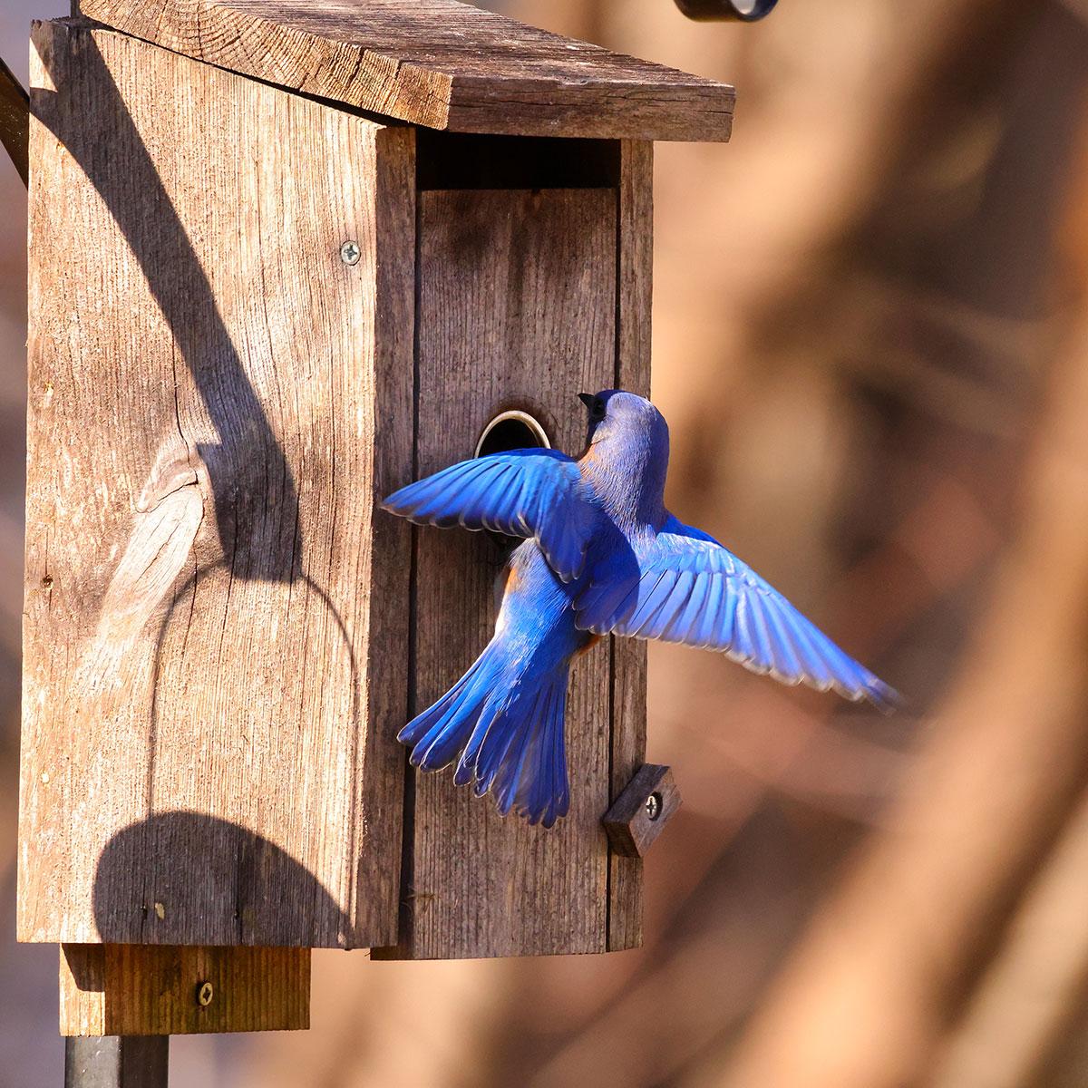 Bluebird House