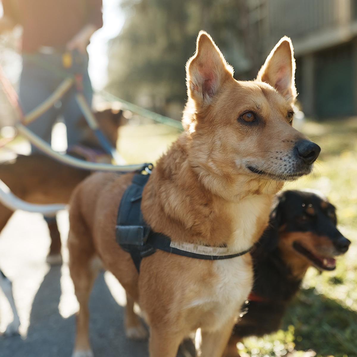 Dogs of different breeds out for a walk