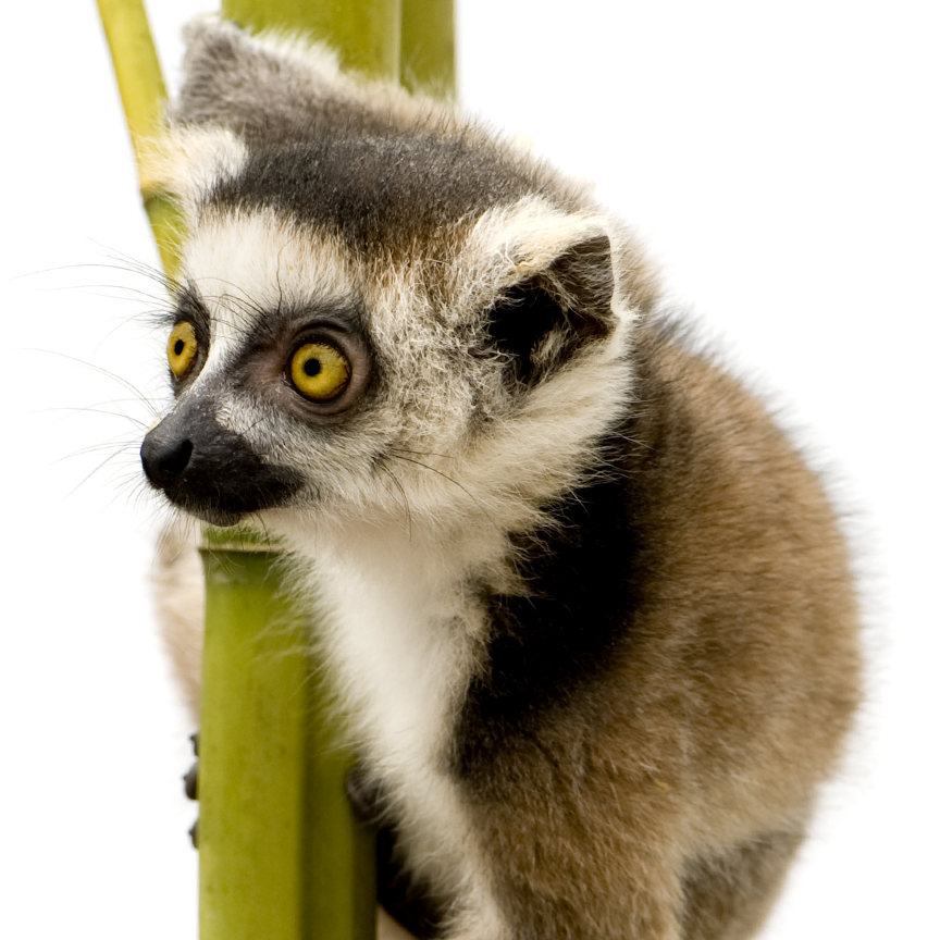 A close-up photograph of a lemur. 