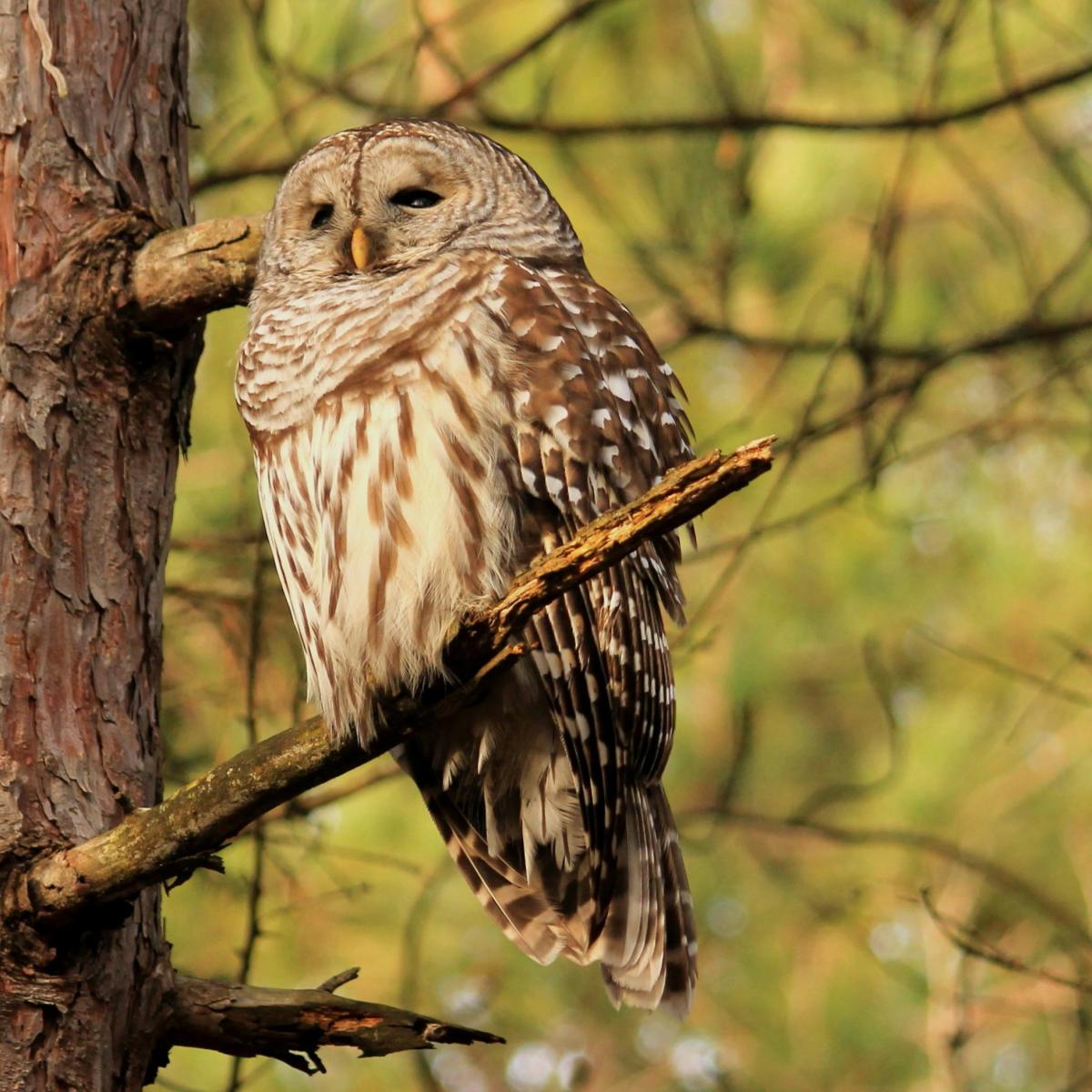 Barred owl sitting in tree